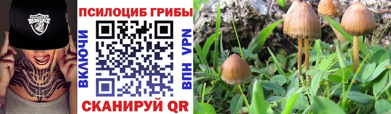 купить   Аргун  Псилоцибиновые грибы MAGIC MUSHROOMS 